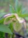 Pale_pink_t_cross