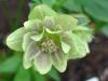 double_cream_freckled_hellebore