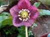 hellebore_red_blotch