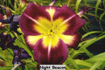 Night Beacon