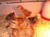 3 days old
