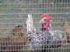 Preparing for cock a doodle do