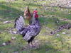 You looking at my bird!