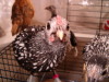You looking at my bird!