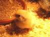 Little chick