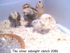 The chickens