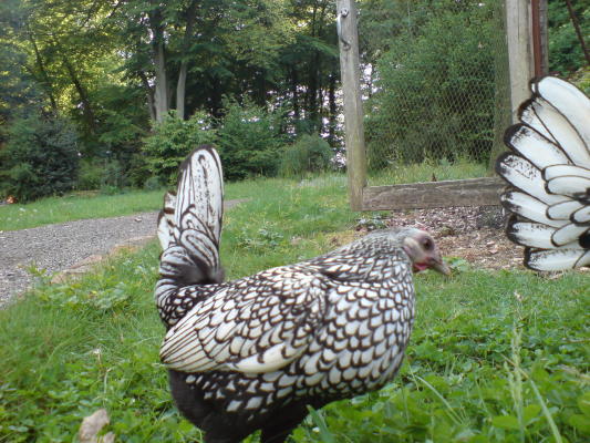 DSC00013