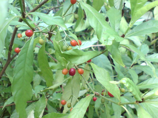 DSC00311