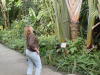 Traveller palm (Eden Project)