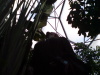 skywoods