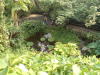 lilly pads