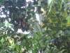 Spot the bird (clue - it's light green)