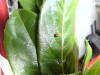a two spot ladybird on garland.