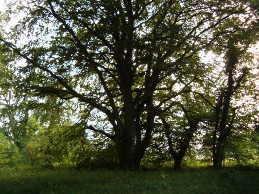biggertree