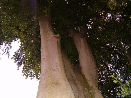 bigtree