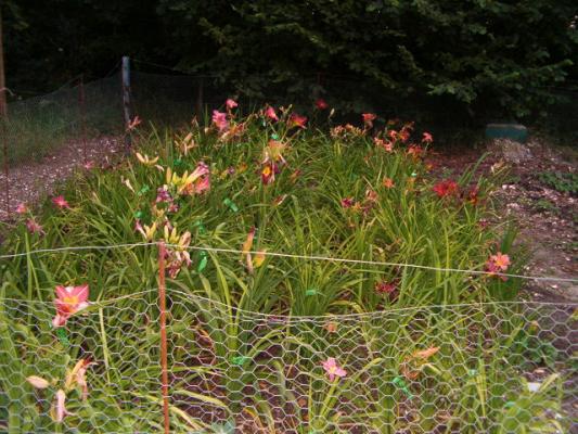 daylilies