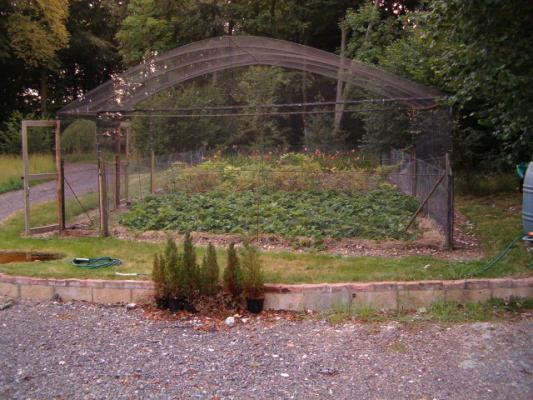 strawberrycage