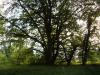late summer sun behind our largest beech tree