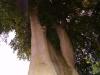 another big beech tree