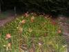 daylily seedling bed