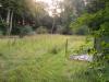 the clearing