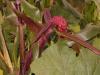 red sweetcorn